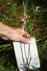 Andromeda polifolia glaucophylla