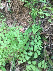 Adiantum shastense