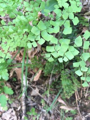 Adiantum shastense