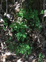 Adiantum shastense image