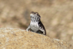 Sceloporus licki
