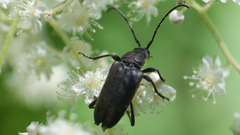 Lepturopsis dolorosa