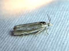 Eucosma striatana