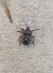 Brochymena
