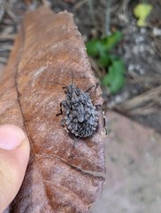 Brochymena