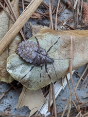 Brochymena