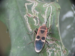 Physopelta gutta gutta