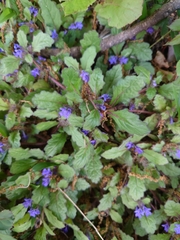 Ajuga decumbens