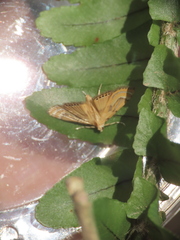 Cataclysta angulata