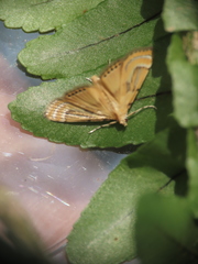 Cataclysta angulata