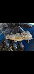 Gobius ophiocephalus