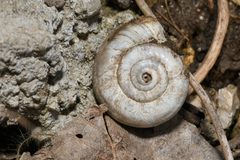 Xerolenta obvia