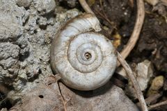 Xerolenta obvia