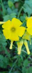 Oxalis pes-caprae