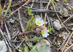 Lewisia triphylla