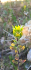 Castilleja kraliana