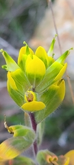 Castilleja kraliana