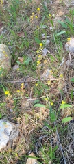 Castilleja kraliana