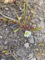 Lewisia triphylla