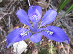Iris rossii