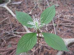 Chloranthus fortunei