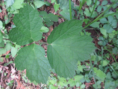 Heracleum moellendorffii