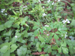 Semiaquilegia adoxoides