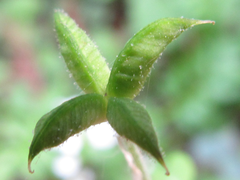 Semiaquilegia adoxoides