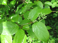 Symplocos sawafutagi