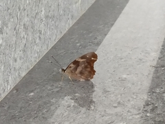 Herona marathus