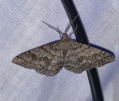 Melanolophia imitata