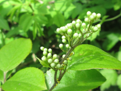 Symplocos sawafutagi