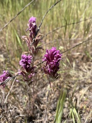 Castilleja exserta