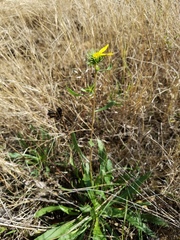 Grindelia lanceolata