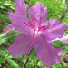 Rhododendron yedoense poukhanense - Photo (c) onidiras-iNaturalist, osa oikeuksista pidätetään (CC BY-NC), lähettänyt onidiras-iNaturalist