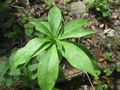 Lilium tsingtauense
