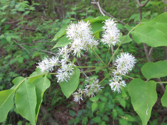 Fraxinus sieboldiana