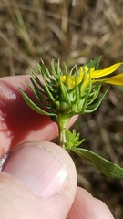 Grindelia lanceolata