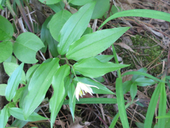 Disporum smilacinum