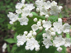 Viburnum erosum