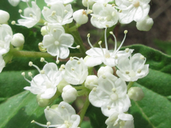Viburnum erosum