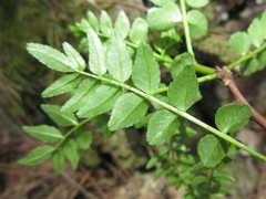 Zanthoxylum schinifolium