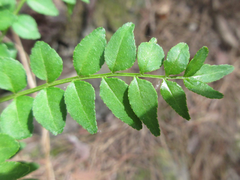 Zanthoxylum schinifolium
