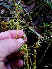 Cuscuta pentagona