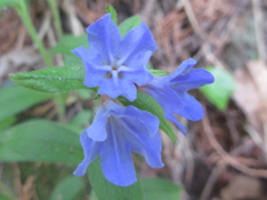 Aegonychon zollingeri