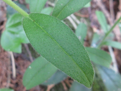 Aegonychon zollingeri