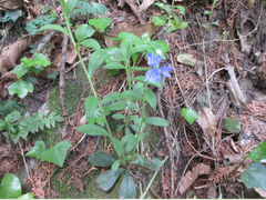 Aegonychon zollingeri