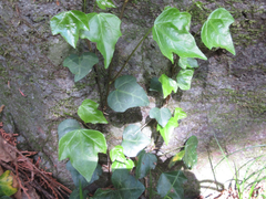Hedera rhombea