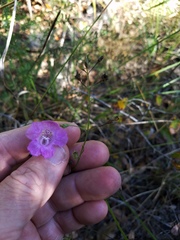 Agalinis strictifolia