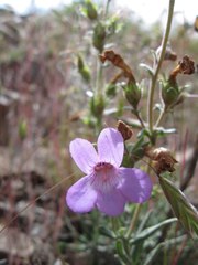 Penstemon gairdneri